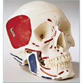 Denoyer-Geppert Anatomical Model, Prem Skull w/Painted & Numbered Muscles SK80PN